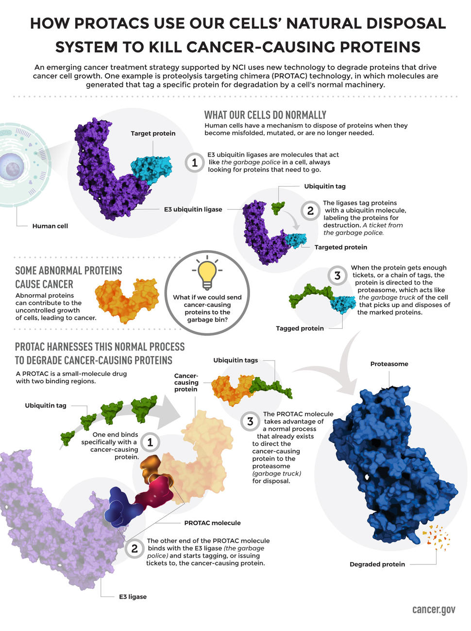 How PROTACS Use Our Cells' Natural Disposal System to Kill Cancer-Causing Proteins Infographic