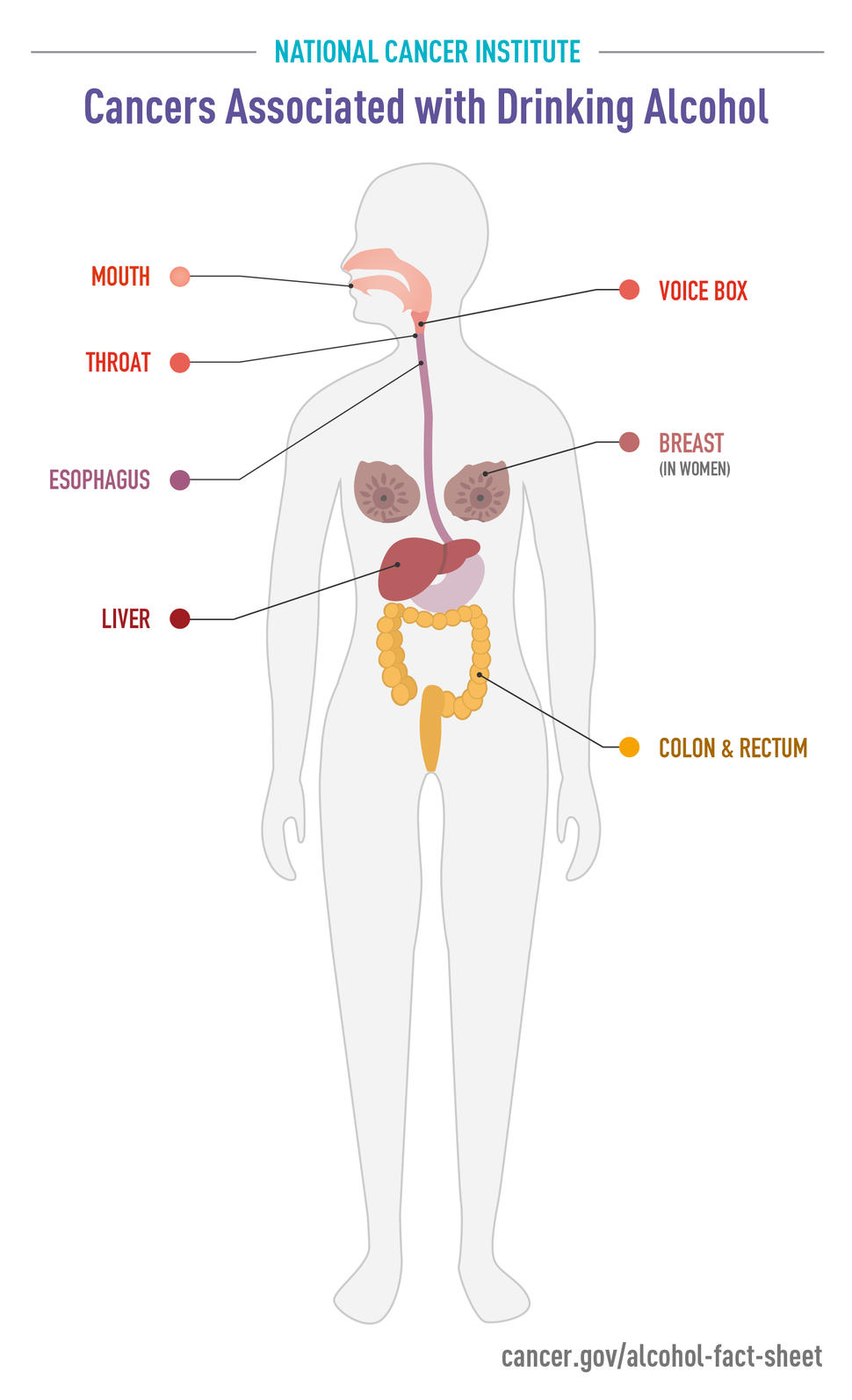 Cancers Associated with Drinking Alcohol Infographic