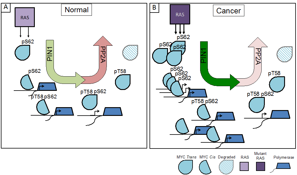 RAS and MYC Coconspirators in Cancer NCI