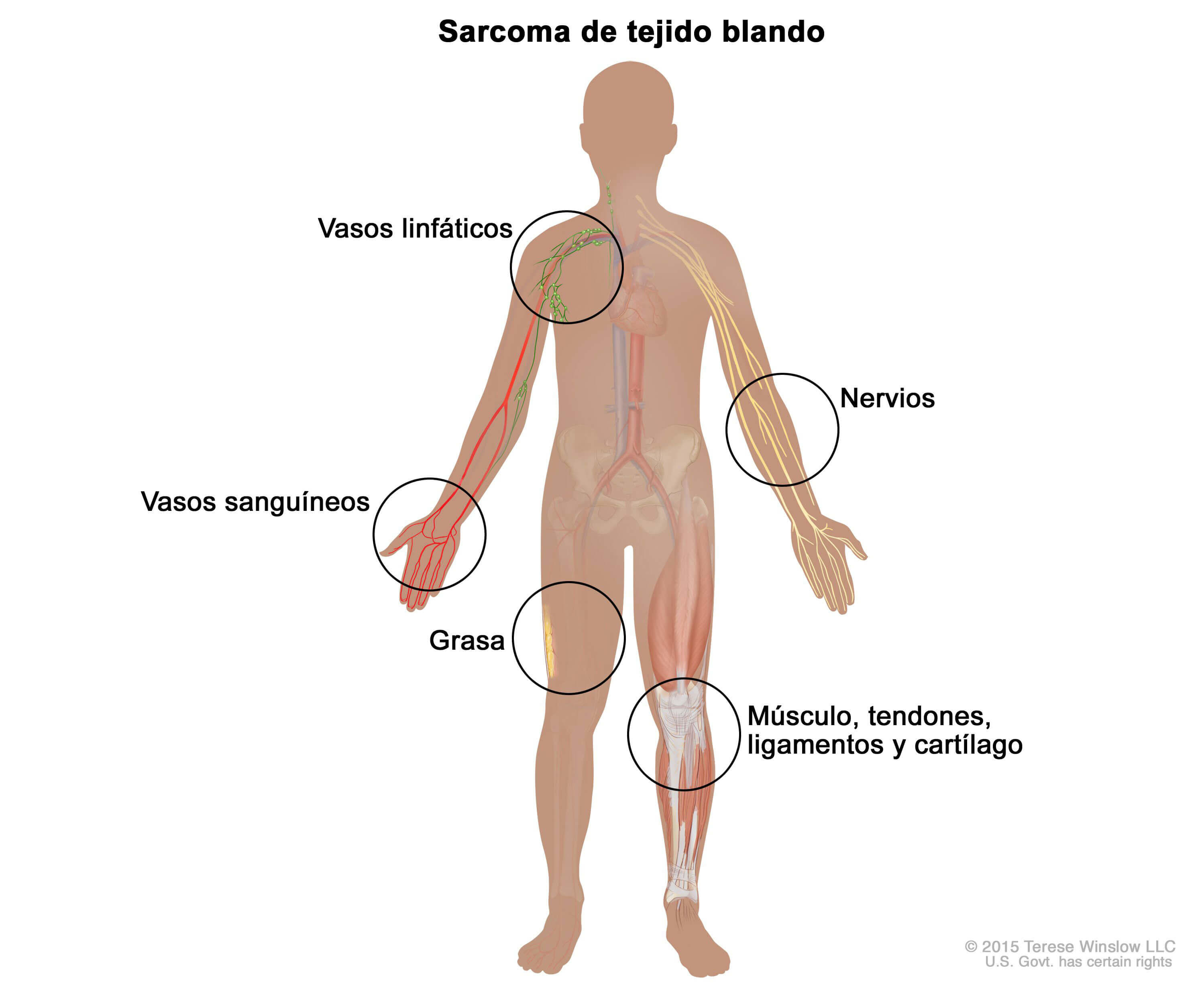 papillomavirus vaccine injection pastile antihelmintice