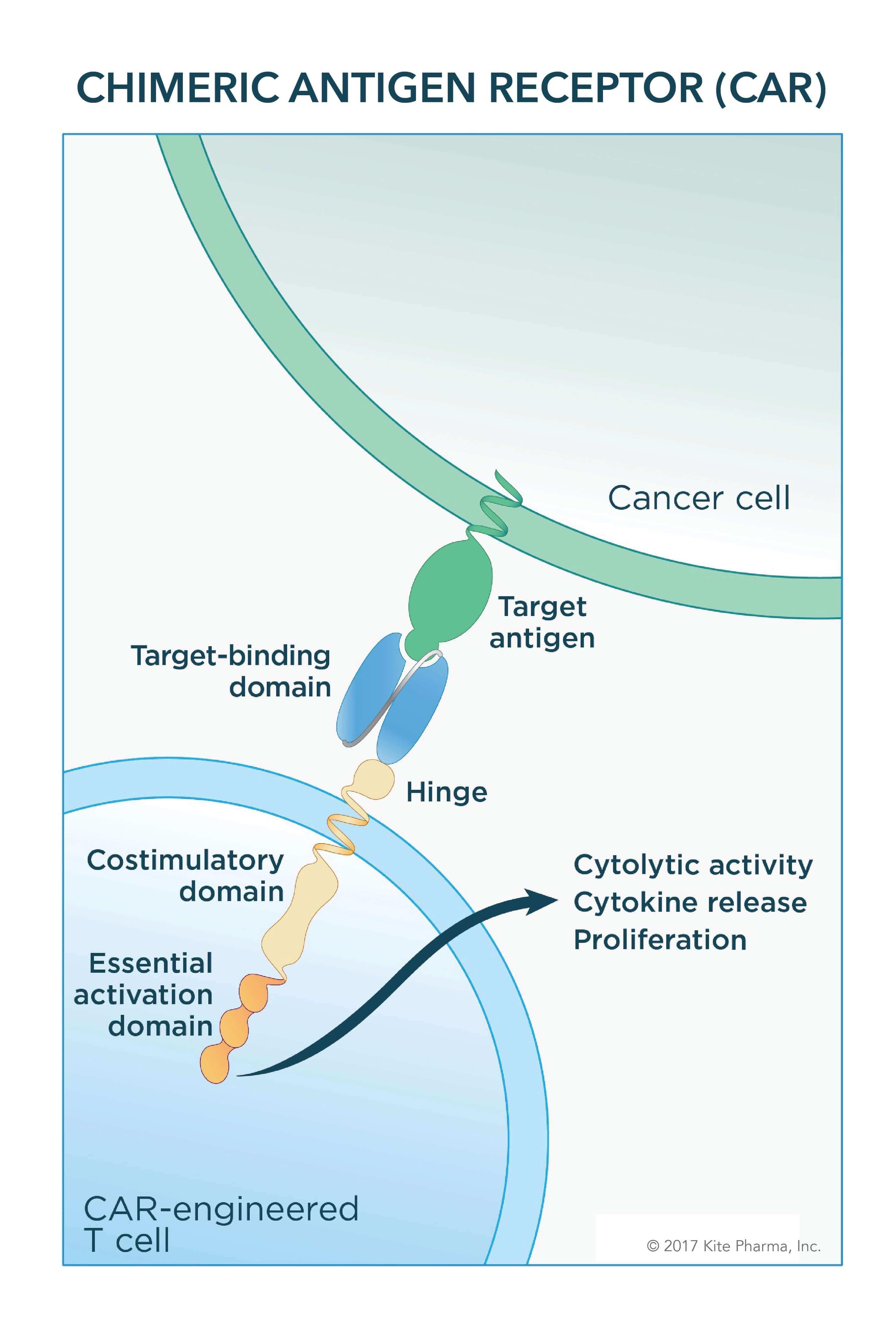 mesothelioma vs squamous cell carcinoma immunohistochemistry