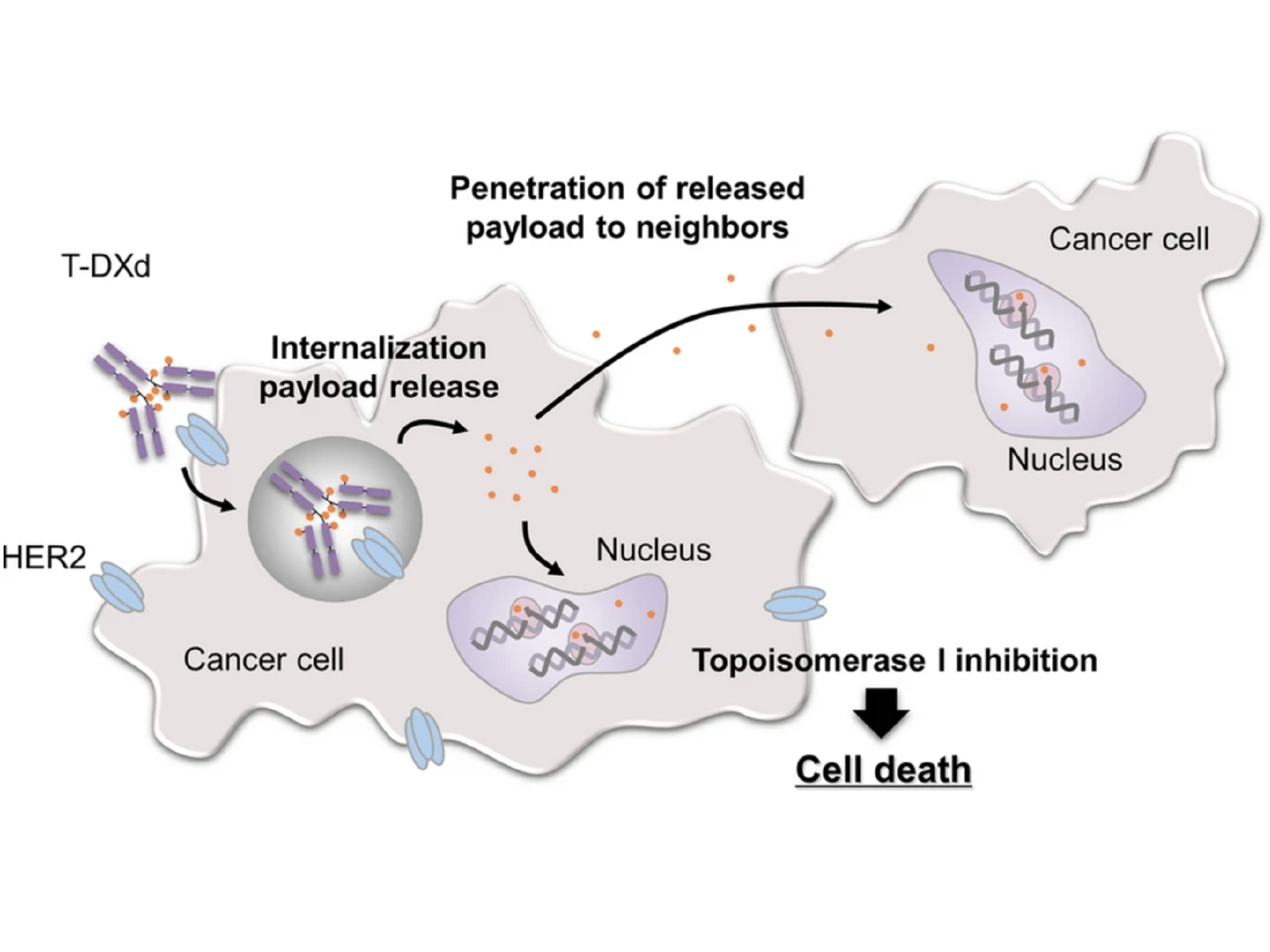 new research on her2 breast cancer