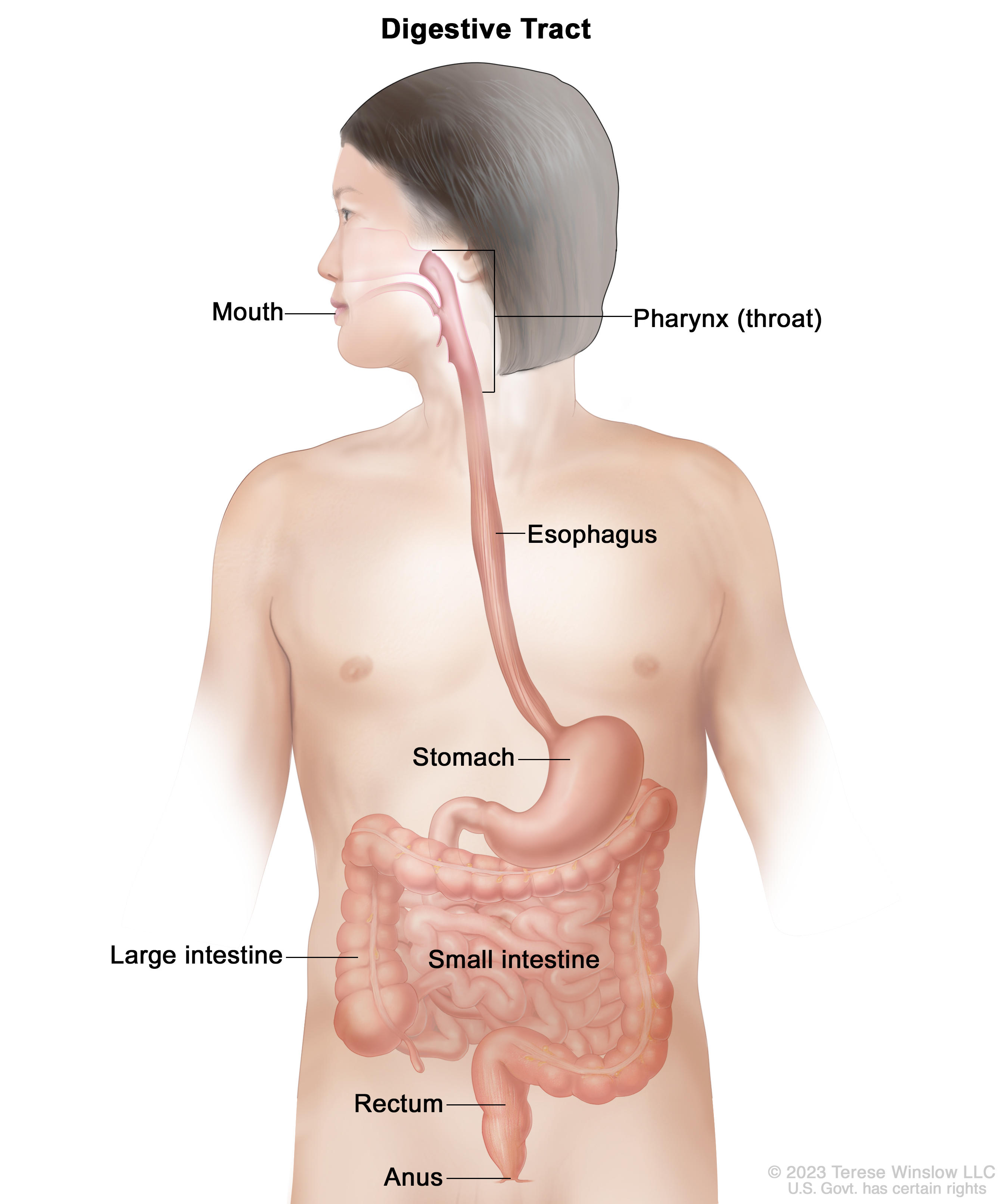What Is Stomach Cancer? - NCI