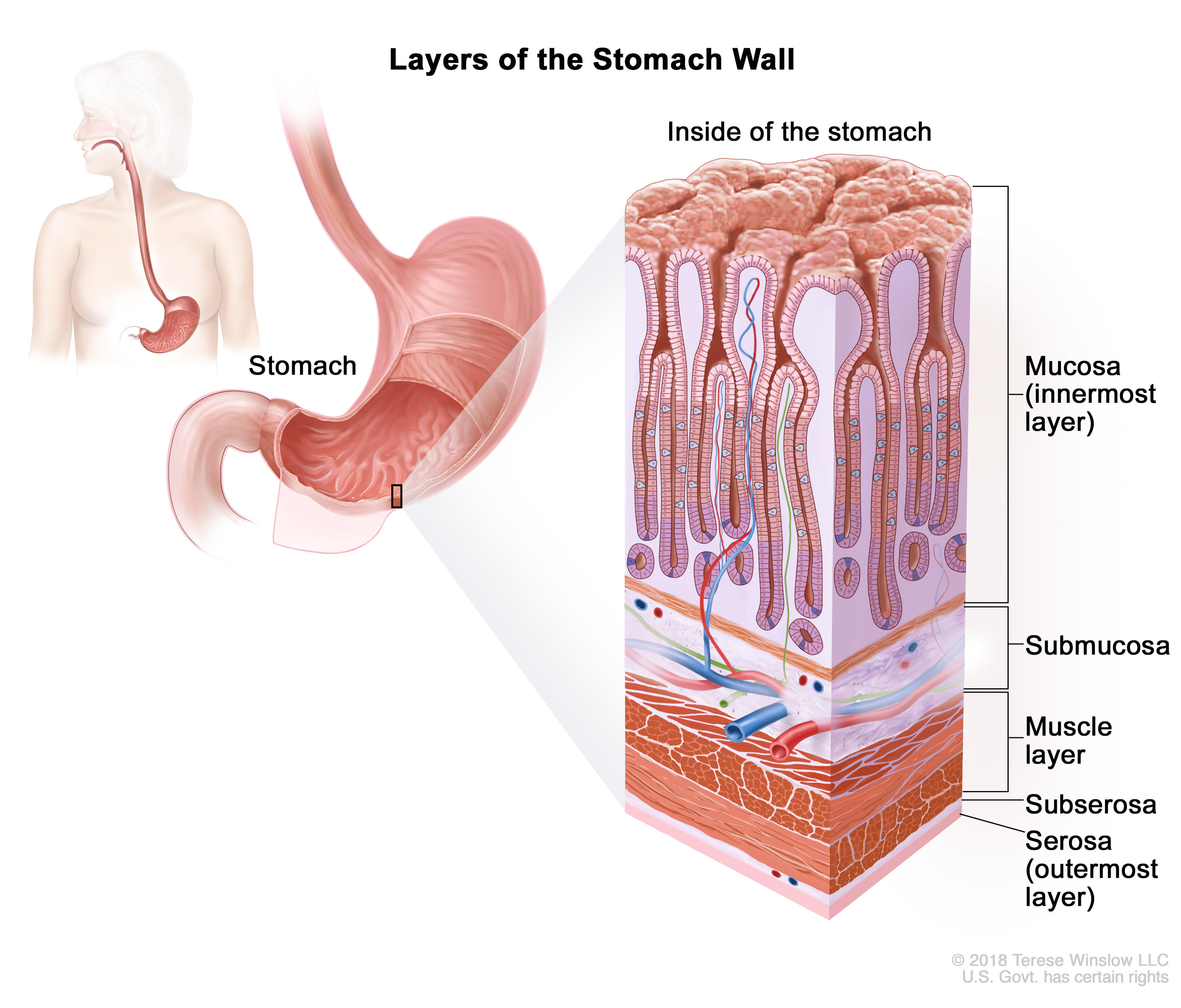 a diagram showing the layers of the stomach wall