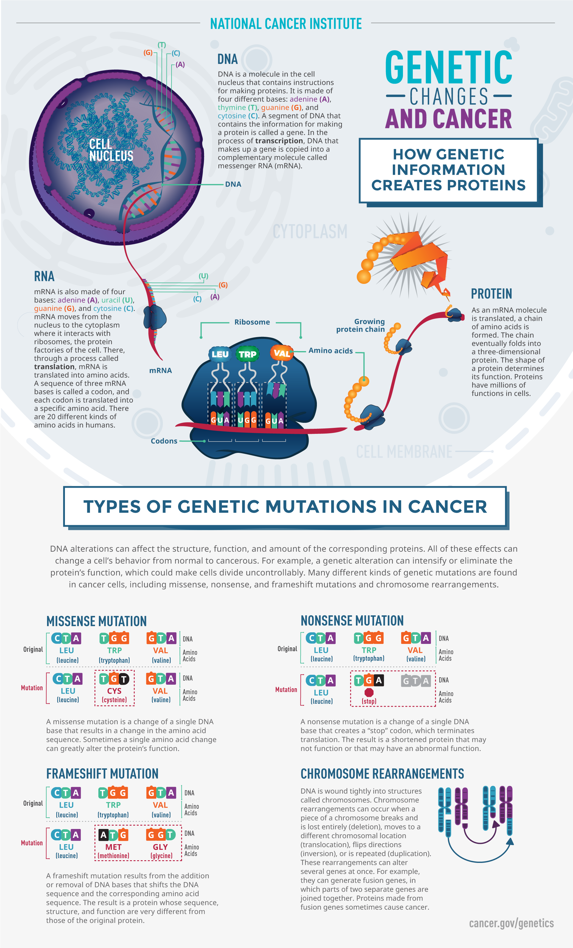 Cancer genetic mutations.