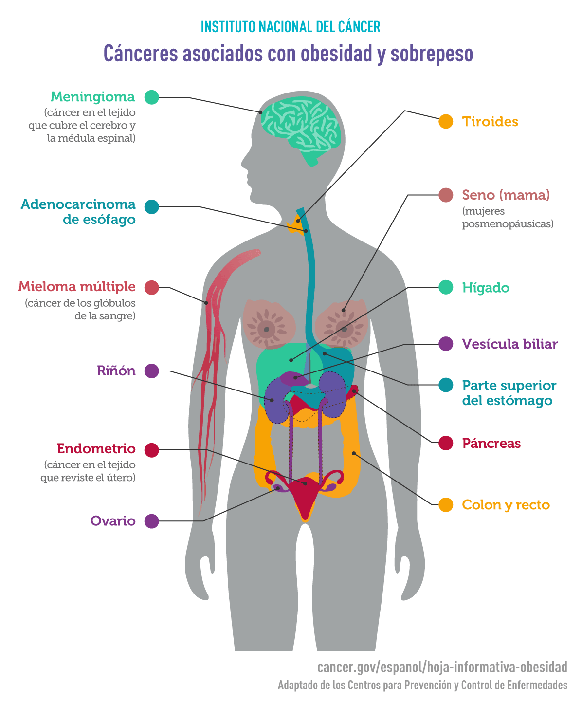 Hoja Informativa Sobre Obesidad Y Cáncer Nci