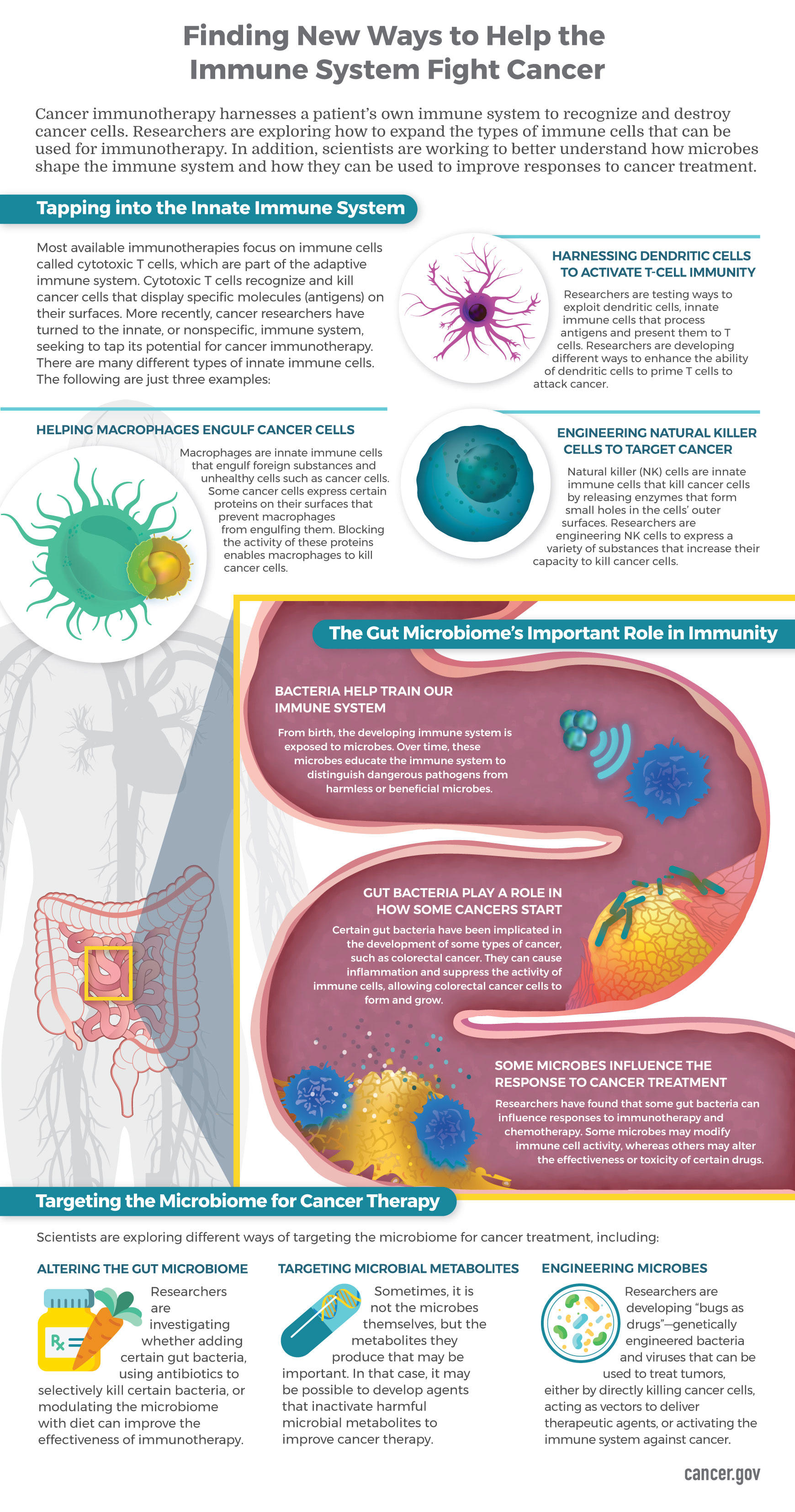 The Immune System And Microbiome - Nci