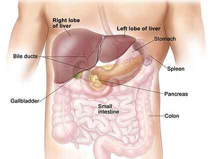 Illustration showing the liver and nearby organs in a male figure.