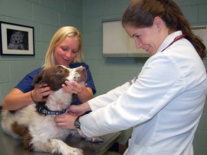 Physician and nurse examining a dog.