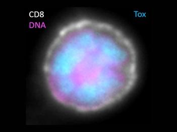 Image of an exhausted T cell with blue staining showing TOX in the cell nucleus.