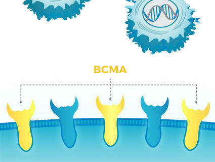 Illustration of BCMA Receptors & CAR T Cells