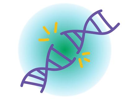 A strand of DNA that is broken in half.