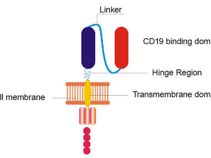 A diagram of a CAR T cell highlighting the changed components of the engineered receptor.