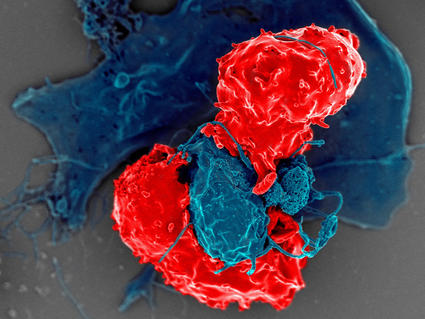 An image of T cells interacting with dendritic cells.