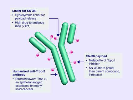 Illustration of the antibody–drug conjugate sacituzumab govitecan, showing the anti–Trop-2 antibody linked to the chemotherapy drug SN-38.