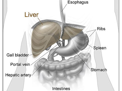 Anatomic illustration of the liver and surrounding organs.