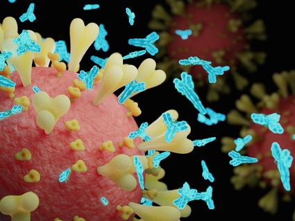 An artist's rendering of a SARS-CoV-2 virus particle showing spike proteins and SARS-CoV-2 antibodies.