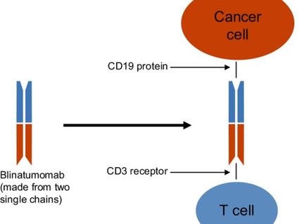 Illustration showing how blinatumomab brings a T cell and cancer cell together.
