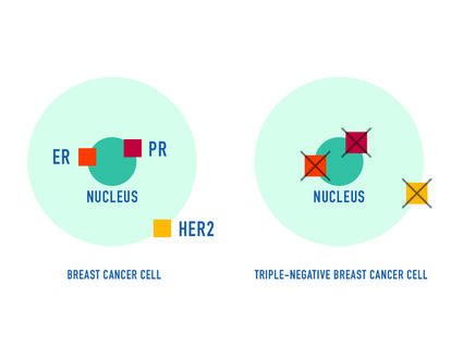 A simplified graphic of two blue cancer cells. On the left, the cell has three receptors highlighted--two in the nucleus and one on the cell's edge.  On the right, these receptors have X symbols over them.