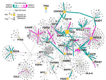 A protein-protein "interactome" of protein-protein interactions.