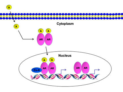 An illustration of androgen entering a cell and binding to the androgen receptor.