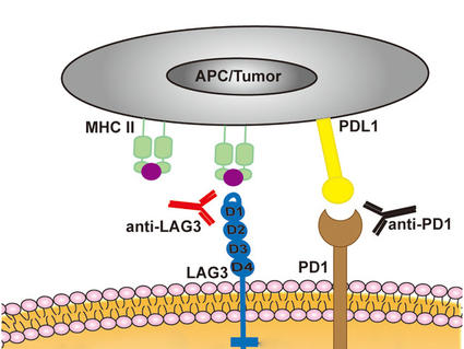 An illustration of the LAG-3 and PD-1 receptors being blocked by antibody drugs.