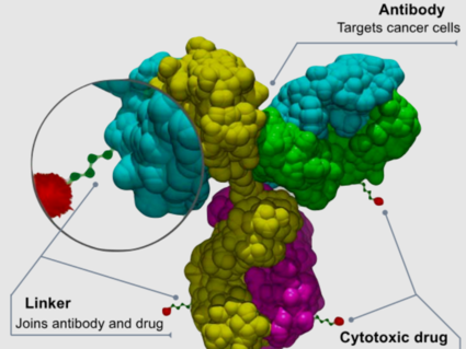 Un dibujo de la estructura de un conjugado de anticuerpo y fármaco