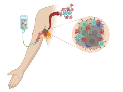 Ilustración que muestra la administración de inmunoterapia por vía intravenosa y la activación de las células inmunitarias cercanas