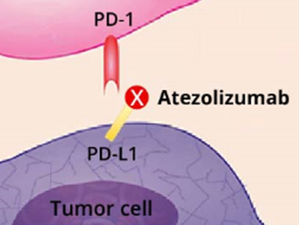 Atezolizumab attaching to PD-L1