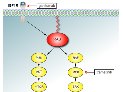 A diagram of the signaling pathway in cells blocked by ganitumab and trametinib.