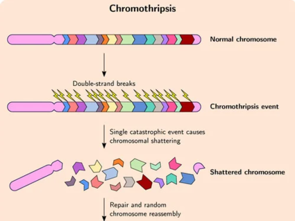 An illustration depicting chromothripsis and its outcome, including ecDNA formation