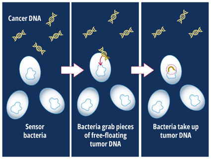 An illustration depicting the process by which the biosensor bacteria grab and take up tumor DNA