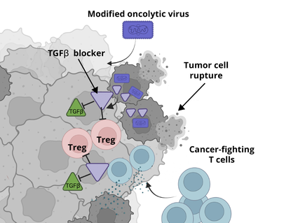 Illustration depicting the interaction between a modified oncolytic virus, tumor cells, and cancer-fighting T cells. The virus causes tumor cell rupture and releases TGFβ blockers, which inhibit Treg cells, thereby enhancing the efficacy of T cells in fighting cancer.