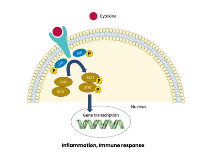 An illustration of a cytokine binding to a receptor on the cell surface and how it causes JAK proteins inside the cell to cause gene transcription. 