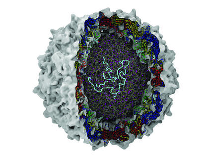 A 3D computer generated cutaway diagram of a poliovirus. The outer shell is bumpy and light grey. The inner layer below this has intricate, multicolored strands and patterns colored red, blue, green and yellow. The innermost core is made of grey and purple strands that are intricate and overlapping. A tangled light blue strand is visible in the very center.