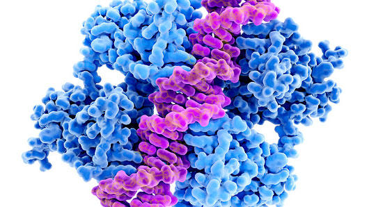 DNA binding to anti-cancer protein p53