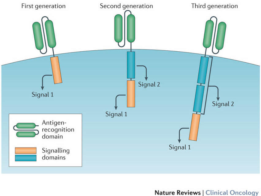 car t trials for multiple myeloma