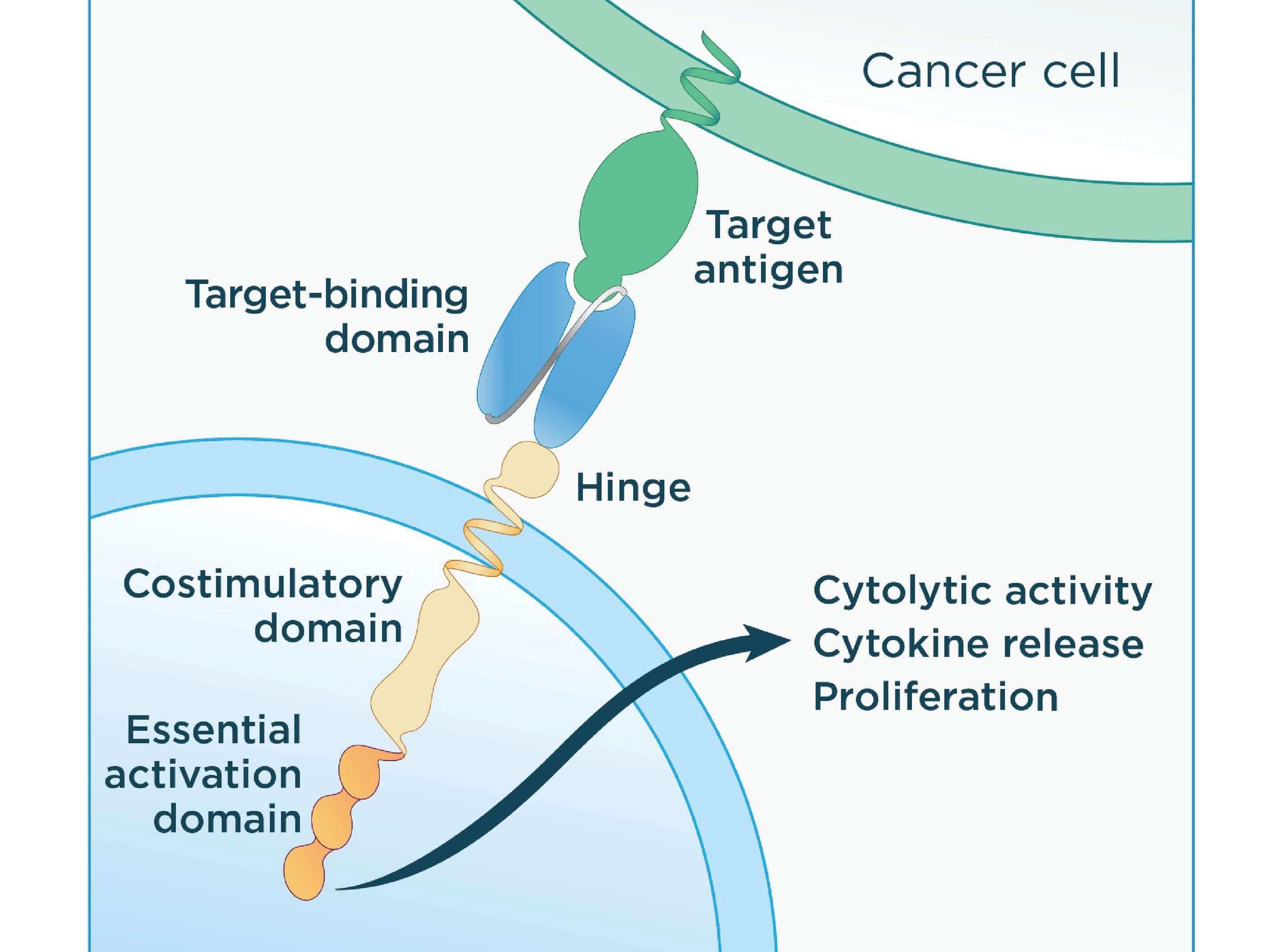 how long can you survive with stage 4 ovarian cancer