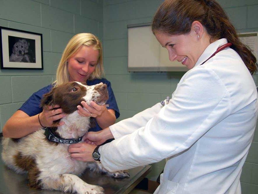 can liver cancer in dogs be cured