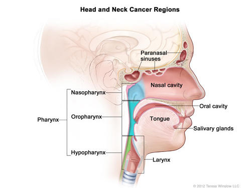 Hpv and oropharyngeal cancer fact sheet