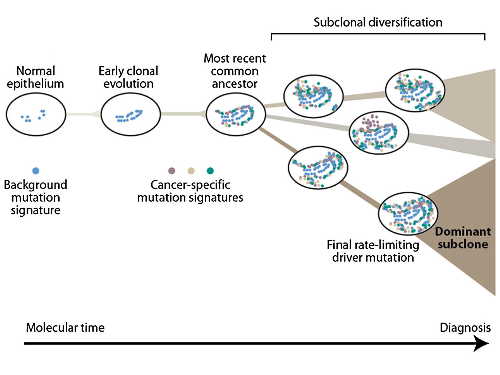 history of cancer research