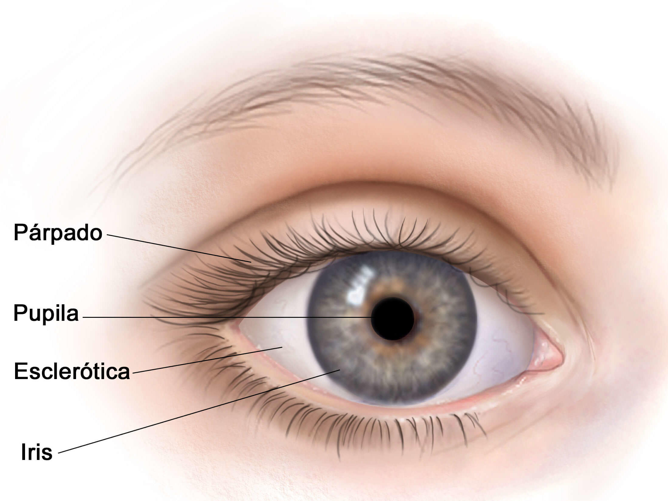 Melanoma Ocular ojo Versi n Para Pacientes