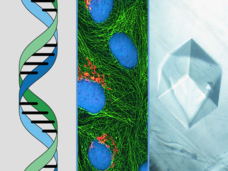 Triptych of a double helix, RAS mutations, and a crystal structure