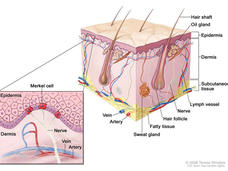 Illustration of a cross-section of human skin showing three layers: epidermis, dermis, and subcutaneous tissue. The image includes hair shafts, oil glands, hair follicles, sweat glands, veins, arteries, nerves, and lymph vessels within the dermis and subcutaneous layer. An inset highlights the epidermis with Merkel cells, along with veins, arteries, and nerves in the dermis.
