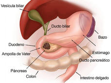 últimas terapias emergentes para el cáncer de próstata últimas terapias emergentes para el cáncer de próstata