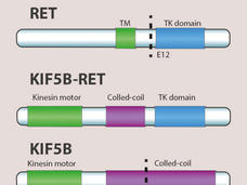 Illustration of a fusion between the RET and KIF5B genes.