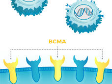 Illustration of BCMA Receptors & CAR T Cells