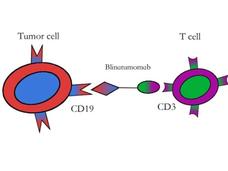 An illustration showing the mechanism of the drug blinatumomab, which works by bringing T cells close to leukemia cells, helping the T cells recognize and kill the cancer cells.