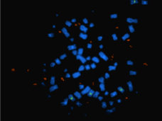 A microscopy image showing amplified EGFR in DNA circles that are separate from chromosomes.