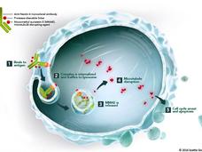 The antibody component of enfortumab vedotin binds to the nectin-4 protein on bladder cancer cells. Once enfortumab enters the cell, the MMAE is released and causes the cell to die.